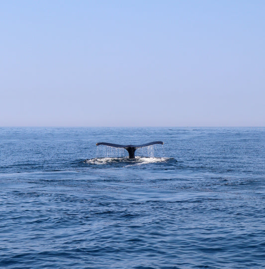 Back to Basics: Protecting Cape Cod's Fisheries // The Small Things Count..