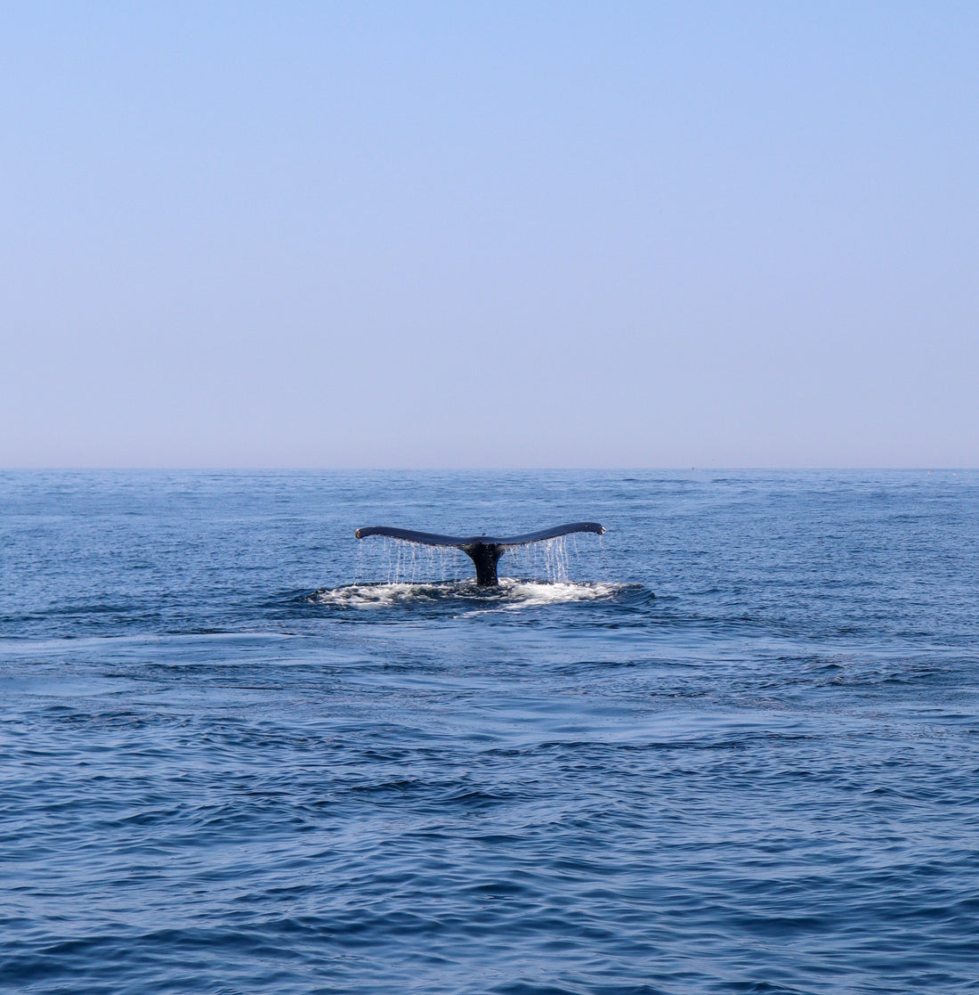 Back to Basics: Protecting Cape Cod's Fisheries // The Small Things Count..